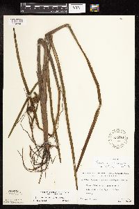 Sparganium americanum image