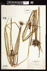 Sparganium americanum image