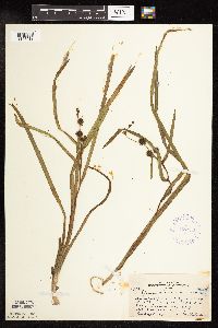 Sparganium americanum image