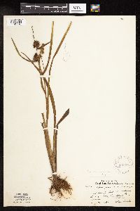 Sparganium americanum image