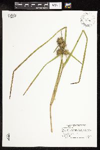 Sparganium americanum image