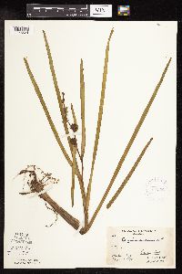 Sparganium americanum image