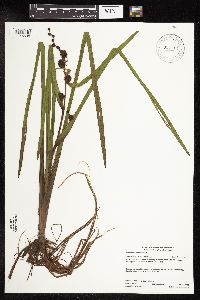 Sparganium americanum image