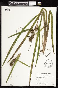 Sparganium americanum image