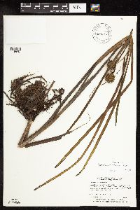 Sparganium americanum image