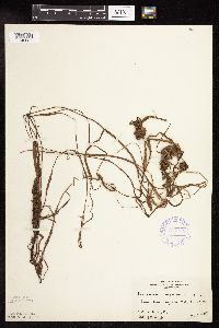 Sparganium angustifolium image