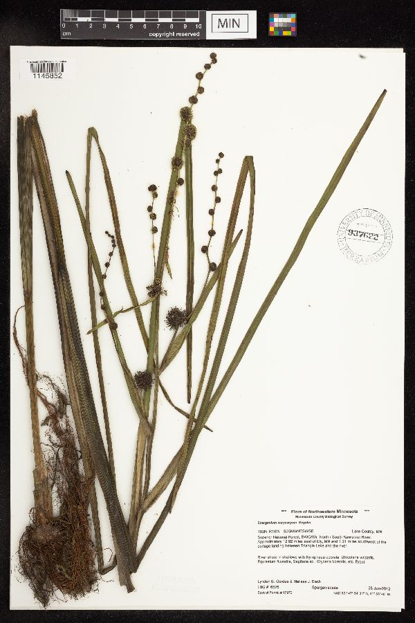 Sparganium eurycarpum image