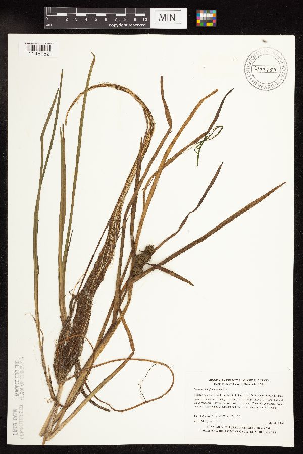 Sparganium glomeratum image