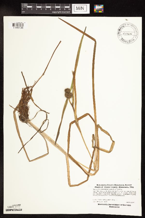 Sparganium glomeratum image