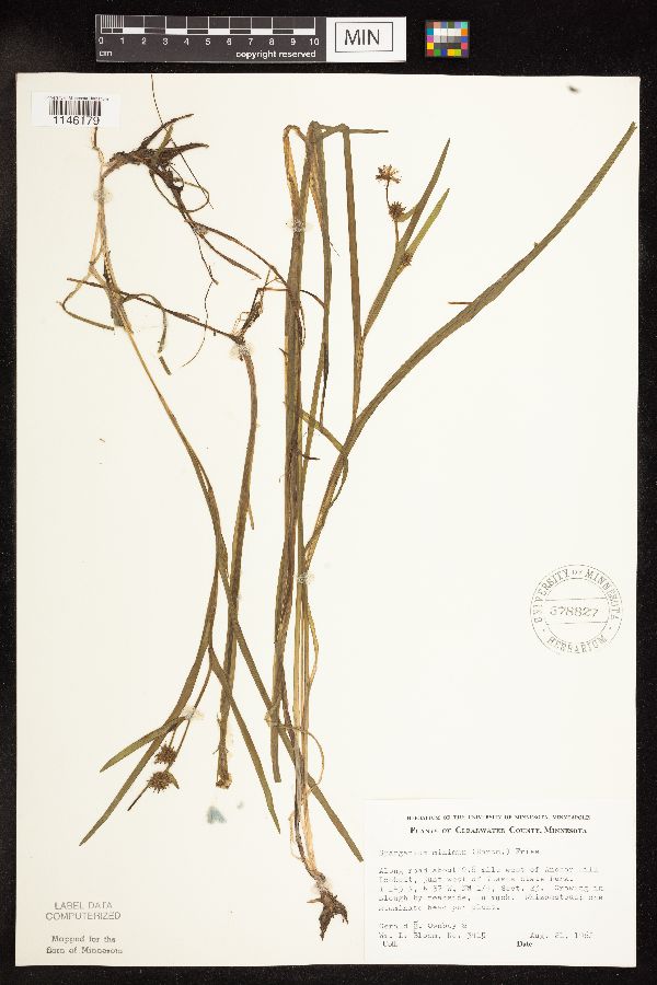 Sparganium natans image