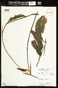 Potamogeton amplifolius image