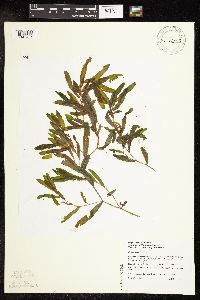 Image of Potamogeton crispus