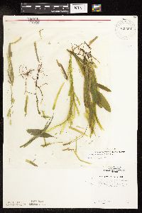 Potamogeton epihydrus image