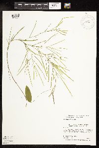 Image of Potamogeton epihydrus x gramineus
