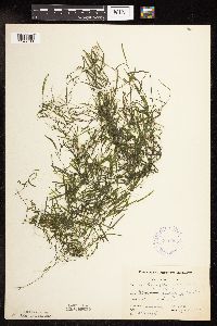 Potamogeton foliosus subsp. foliosus image
