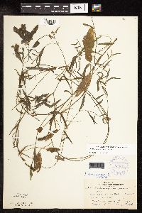 Potamogeton gramineus image