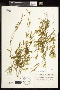 Potamogeton gramineus image