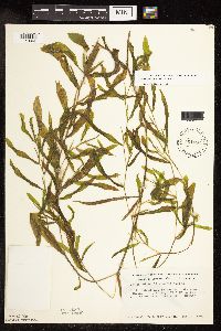 Potamogeton gramineus image