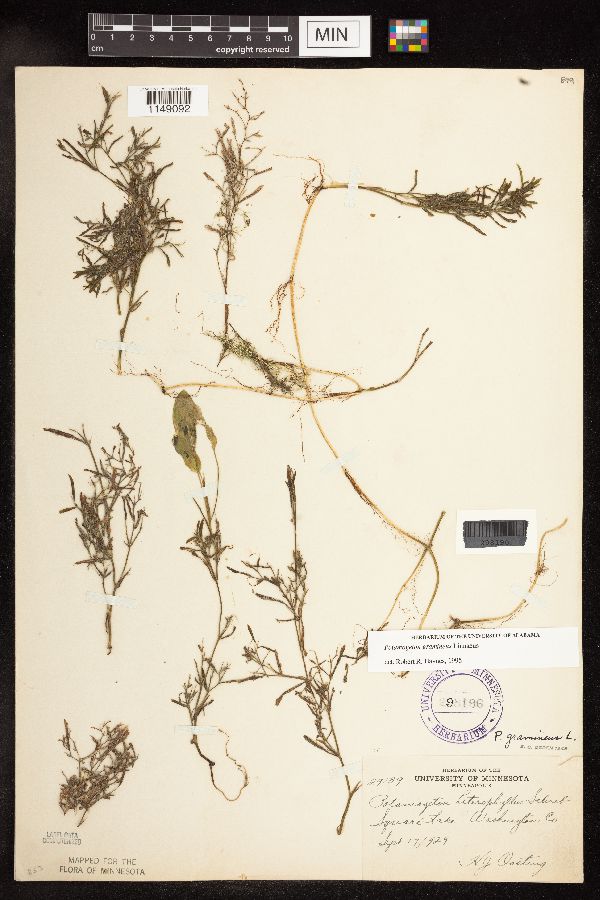 Potentilla flabelliformis image