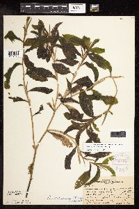 Potamogeton illinoensis image