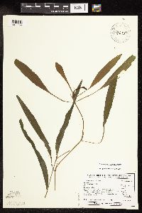 Image of Potamogeton nodosus