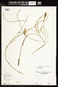 Potamogeton nodosus image