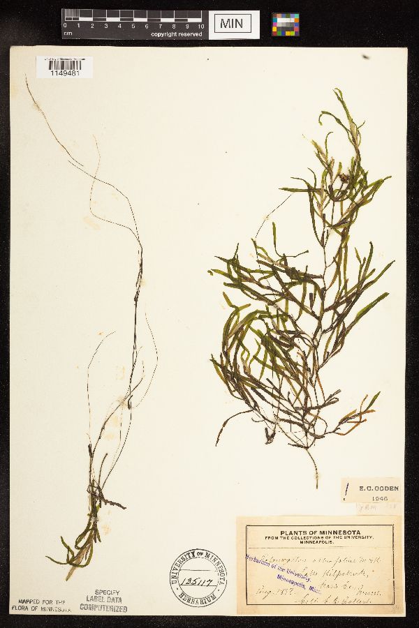 Potamogeton obtusifolius image