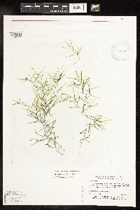 Potamogeton pusillus subsp. pusillus image