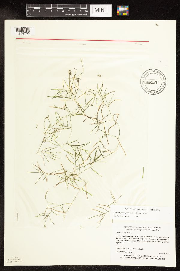 Potamogeton pusillus subsp. pusillus image