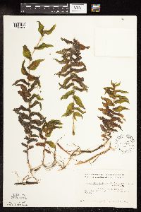 Potamogeton richardsonii image