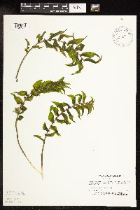Potamogeton richardsonii image