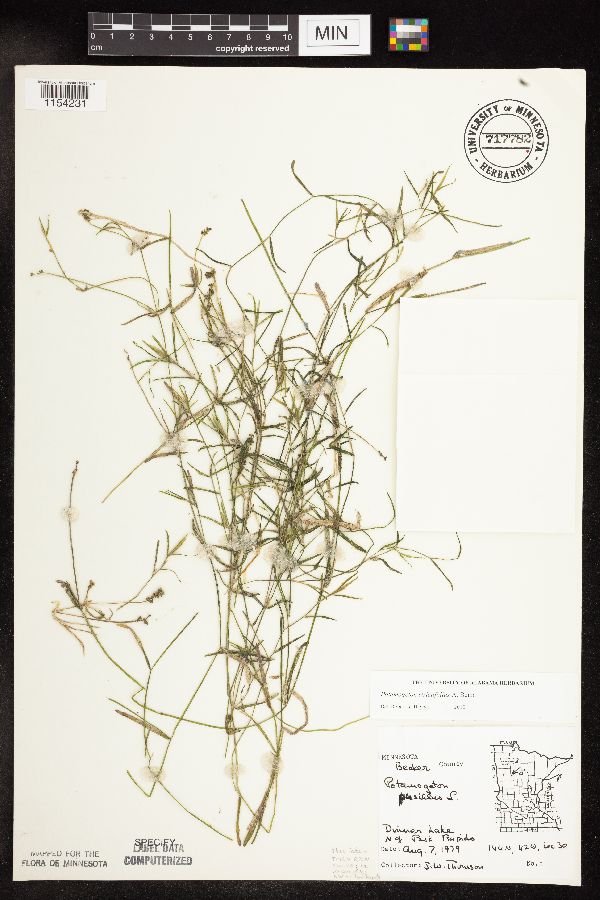 Potamogeton strictifolius image