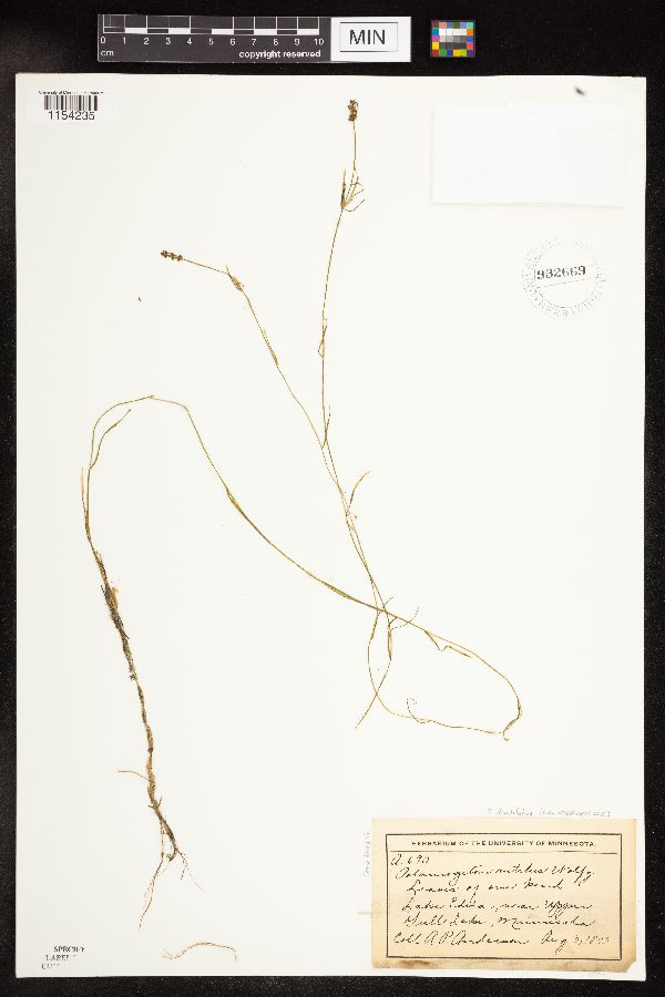 Potamogeton strictifolius image