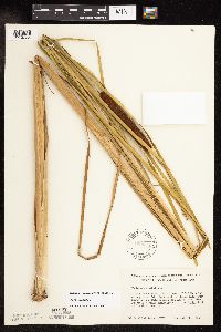 Typha angustifolia image
