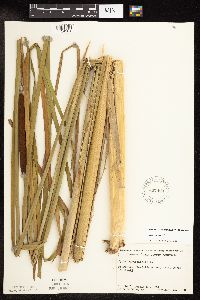 Typha angustifolia image