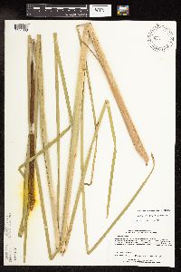 Typha × glauca image
