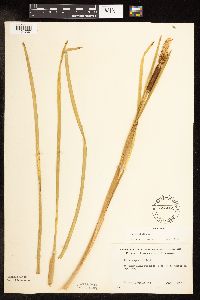 Typha latifolia image
