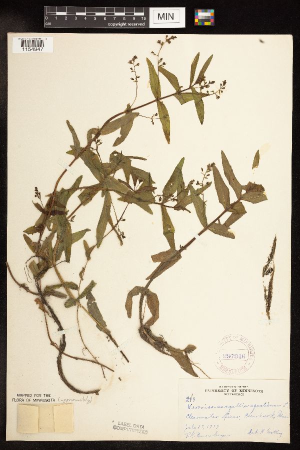 Veronica catenata image