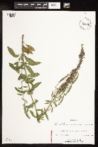 Veronica longifolia image