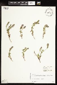 Veronica saturejifolia image