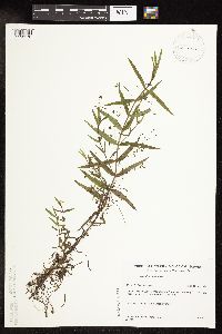 Veronica scutellata image