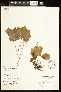 Heuchera parviflora image