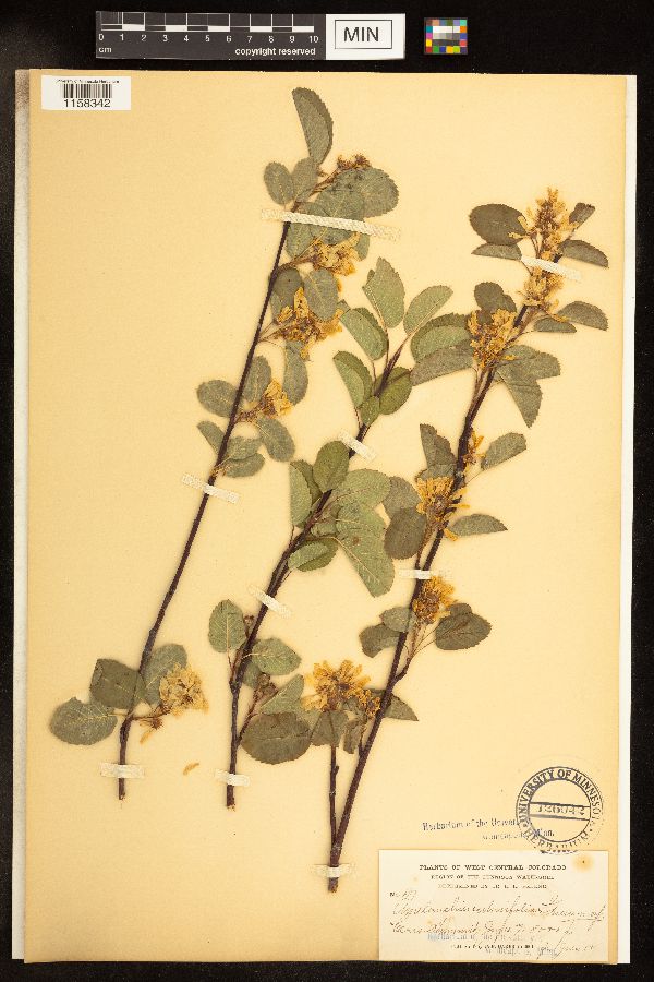 Amelanchier ulmifolia image