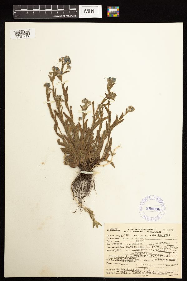Boraginaceae image
