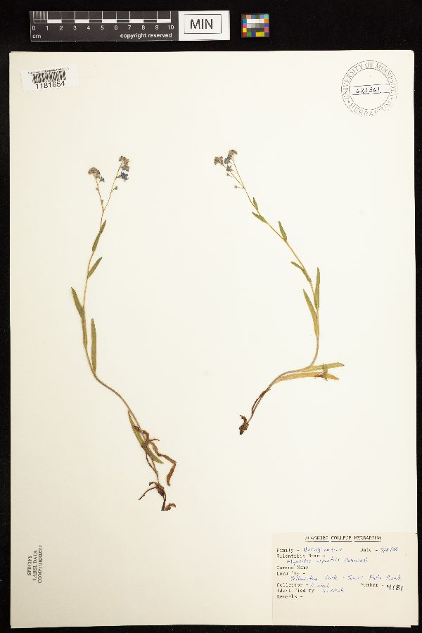 Myosotis asiatica image