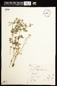 Rorippa officinale image