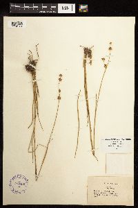 Juncus scirpoides image