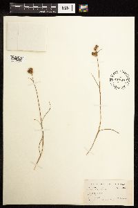 Juncus scirpoides image