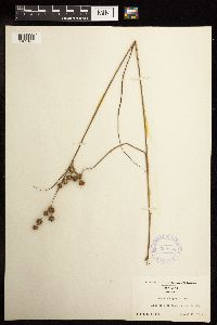 Juncus scirpoides image