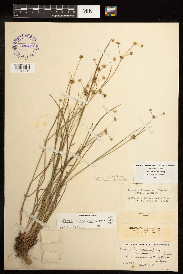 Juncus subcaudatus image